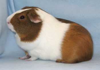 Caramella