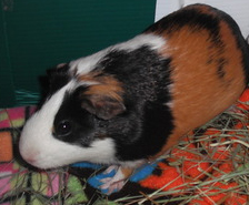 Addie
