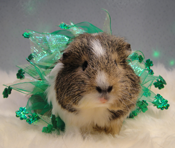 Widget