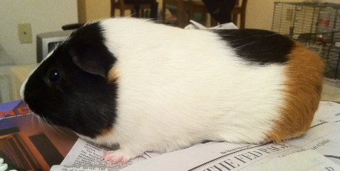 Wilbur