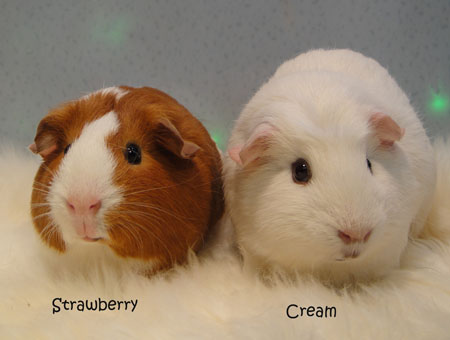 Strawberry & Whipped Cream