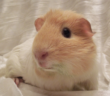 Cosette