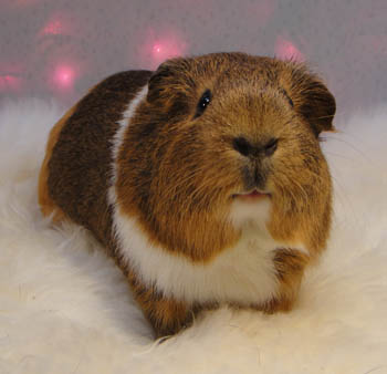 Clotho