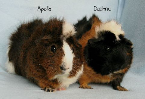 Apollo & Daphne