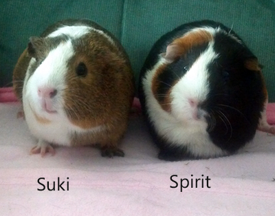 Suki & Spirit