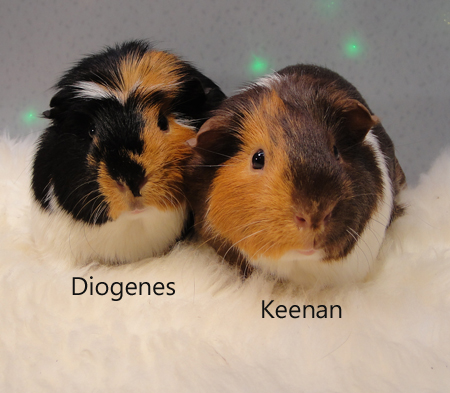 Keenen & Diogenes