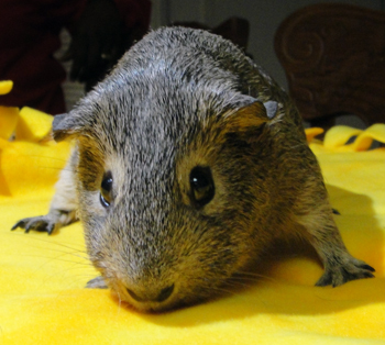 Gunther