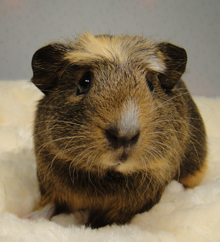 baby male guinea pigs for sale