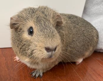 guinea pig rehoming near me