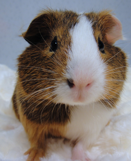 neutered guinea pig for sale