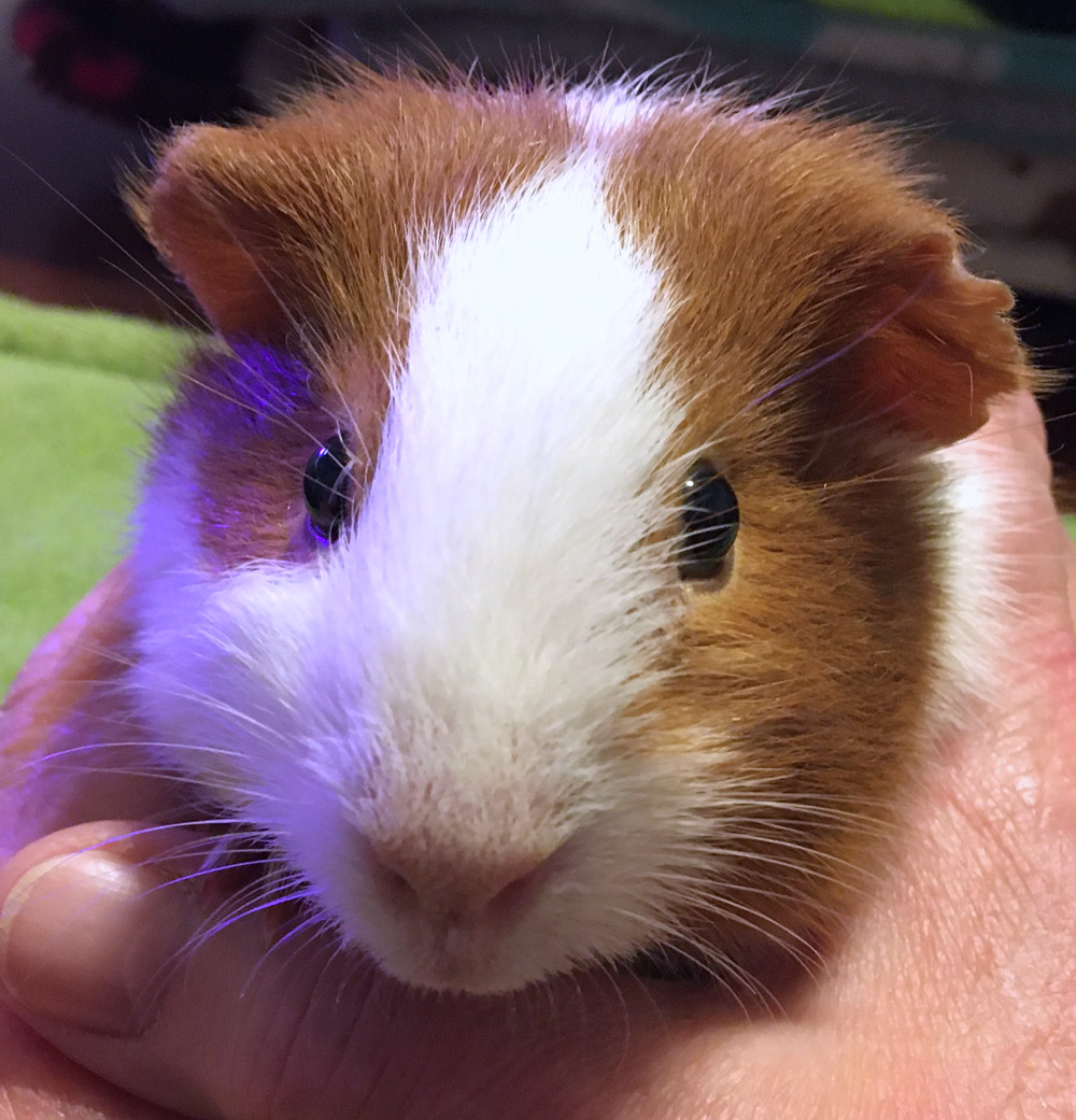 guinea pig adoption near me