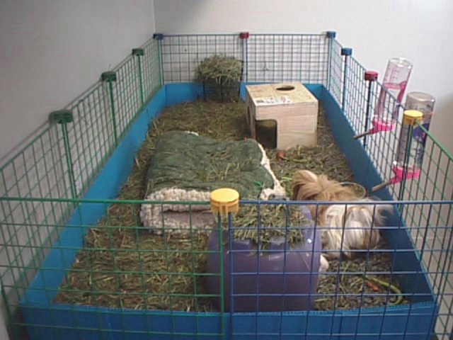 minimum space for 2 guinea pigs