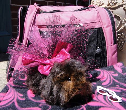 guinea pig carry case