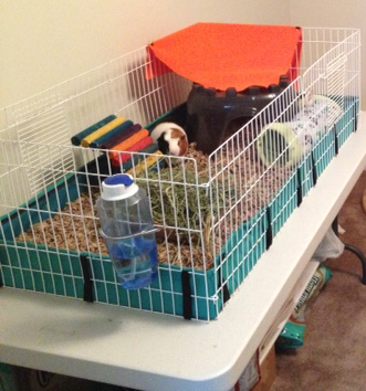 custom built guinea pig cage