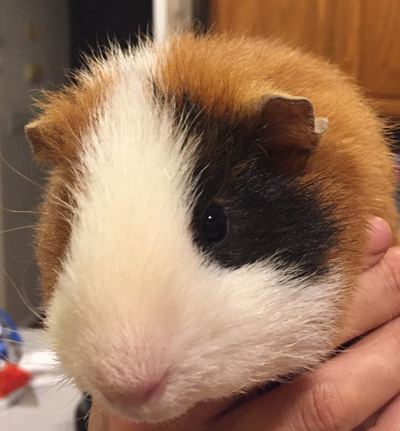 Available Guinea Pigs