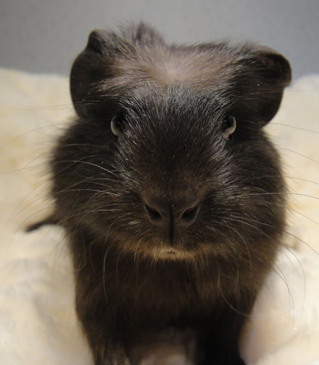 Anyone in greater Seattle area looking to adopt a sad Guinea pig