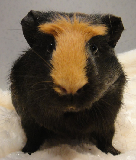 Anyone in greater Seattle area looking to adopt a sad Guinea pig