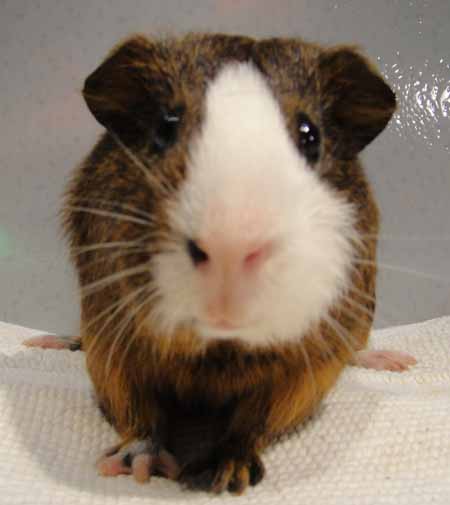 Pig Of Month