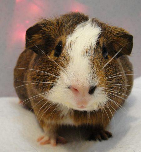 Available Guinea Pigs