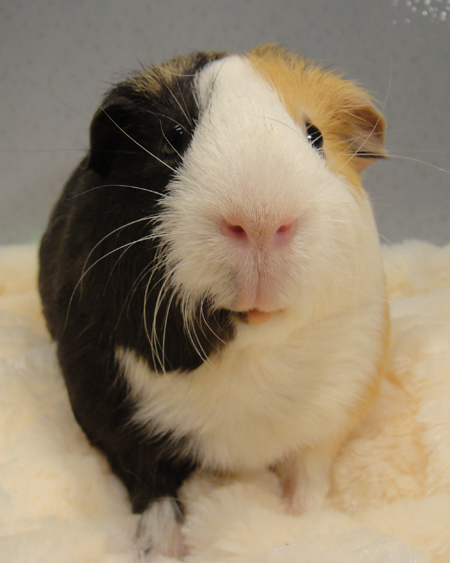 Available Guinea Pigs