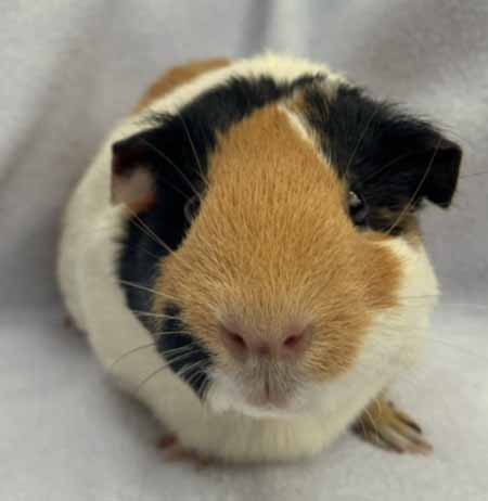 Available Guinea Pigs