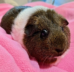 Available Guinea Pigs