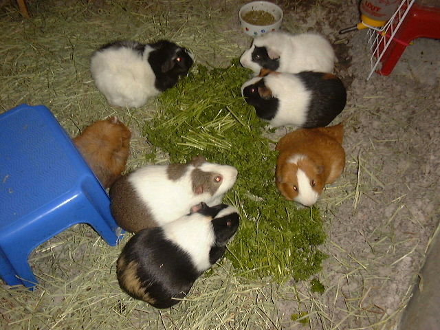 Neutered female guinea store pig